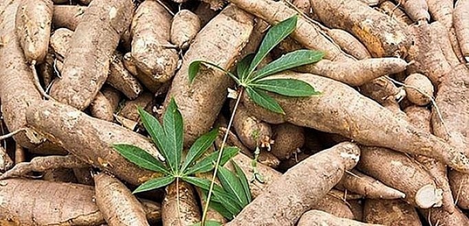 За 4 месяца экспортная цена маниоки выросла на 18