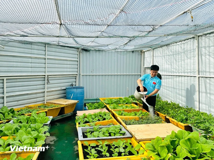 Выделение 1,5 млрд донгов на посадку 6 огородов на острове Чыонгша