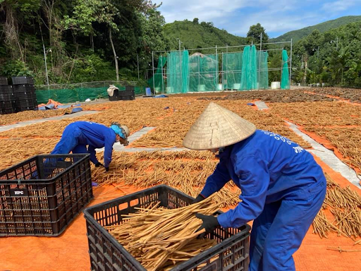 Провинция Лаокай впервые экспортирует корицу в Дубай