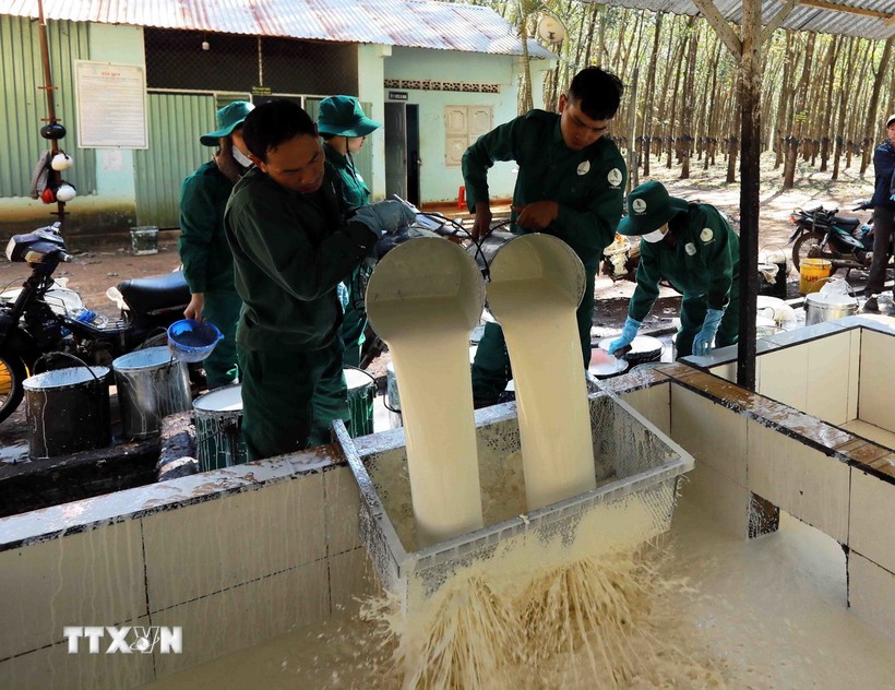 Существует много возможностей для экспорта вьетнамского каучука в США
