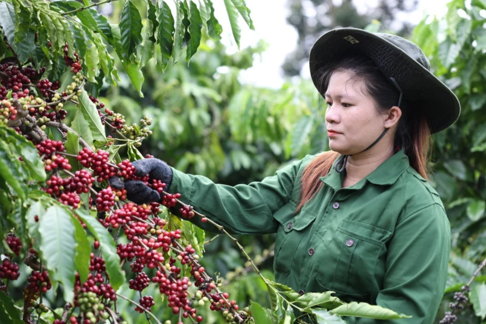 Экспорт вьетнамского кофе в Испанию вырос более чем на 100 процентов в стоимостном выражении