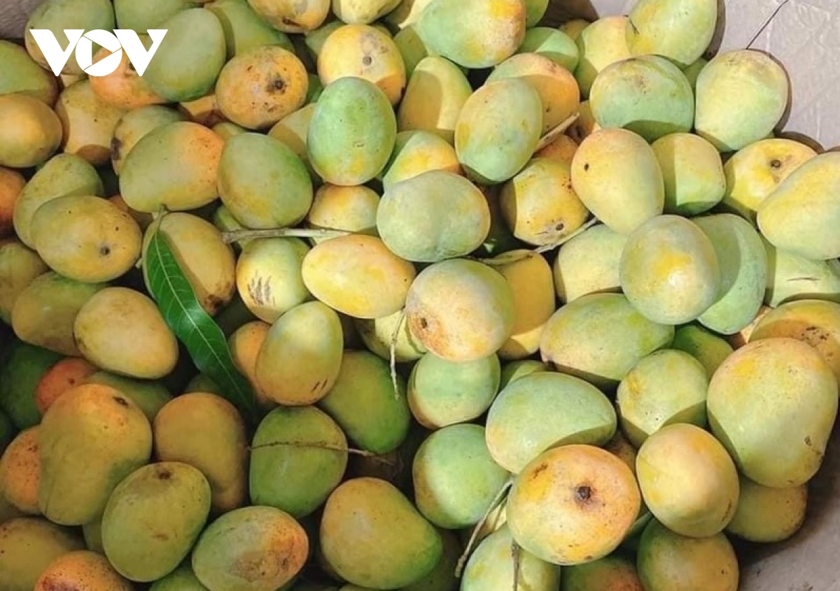 Фестиваль манго Йенчау 2024 состоится 8 июня