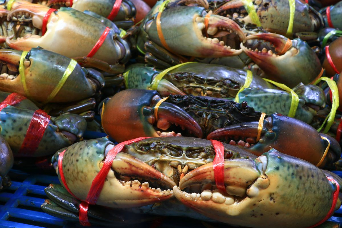 Экспорт свежего краба в Китай вырос в 11 раз