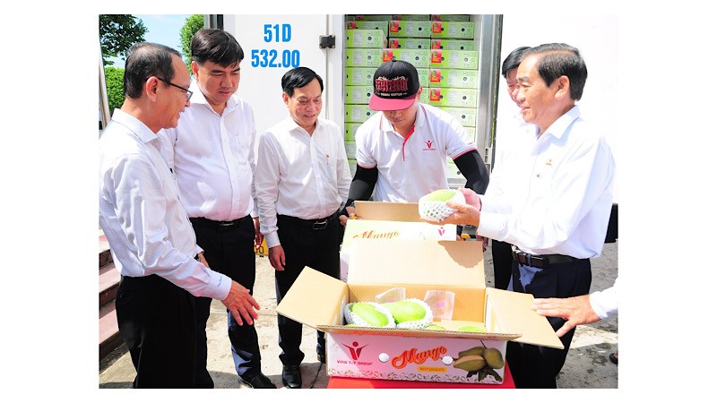 Город Кантхо экспортировал первую партию манго c зеленой кожурой в Австралию и США