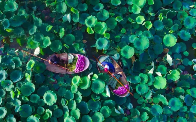 Впервые в Ханое пройдёт Фестиваль лотосов