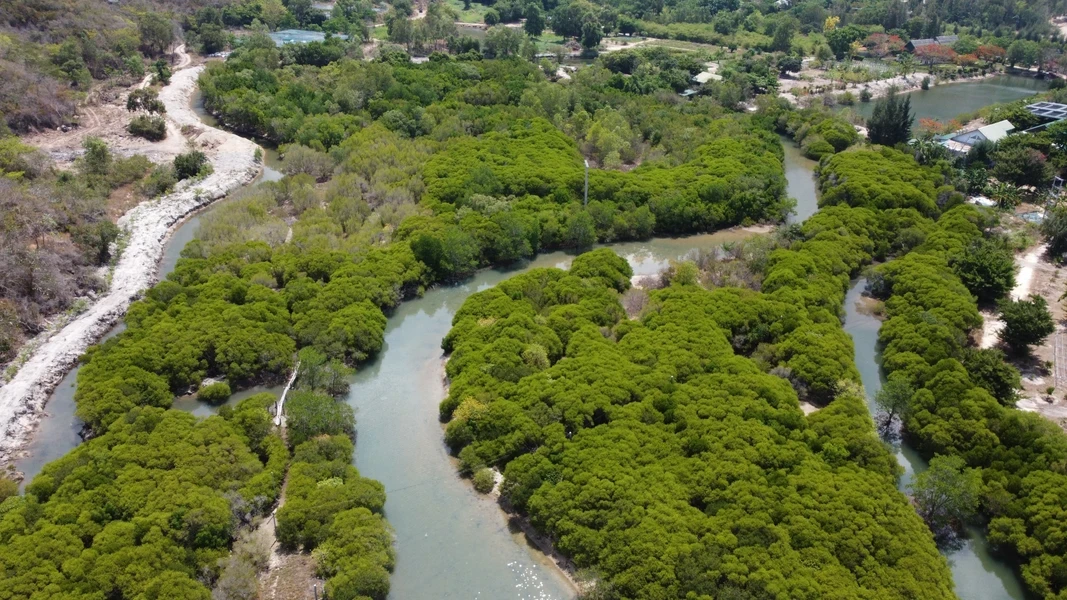 Сохранение мангровых лесов в ответ на изменение климата в южной части Центрального региона