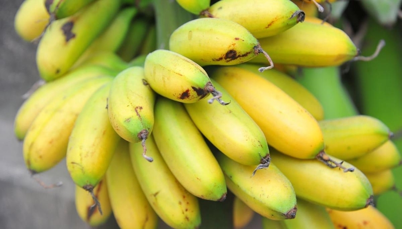 Посещение банановой зоны Хонгкам