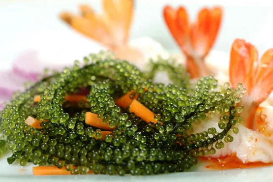 Возможности продажи углеродных кредитов от водорослей