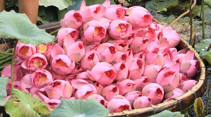 Сохранение ханойского 100-лепесткового лотоса