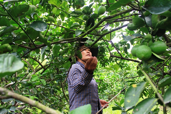 40 гектаров лайма в Лонгане получили путевку в Европу