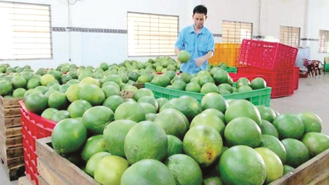 Вьетнамский грейпфрут получил экспортную «визу» в Южную Корею