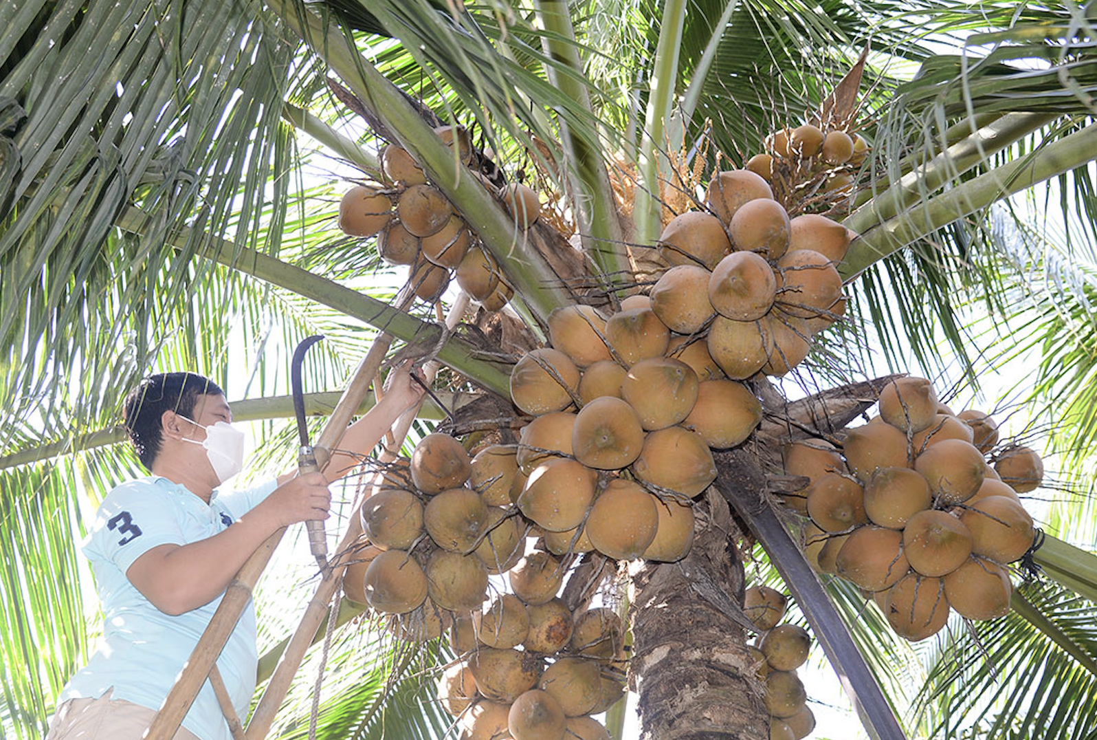 Свежие кокосы Вьетнама скоро будут экспортироваться в Китай