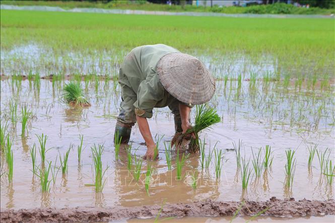 Около 40 тыс га посевов затоплено