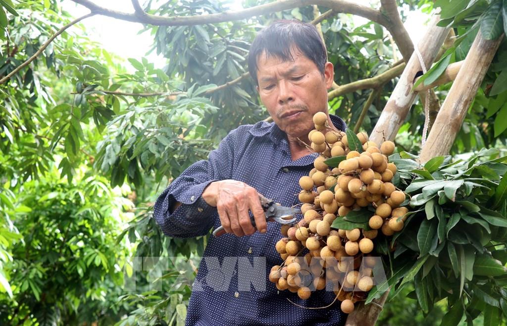 Хынгиенский лонган готов покорить японский рынок