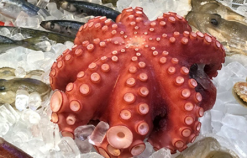 Осьминог является основным экспортным продуктом Вьетнама в Республику Корея