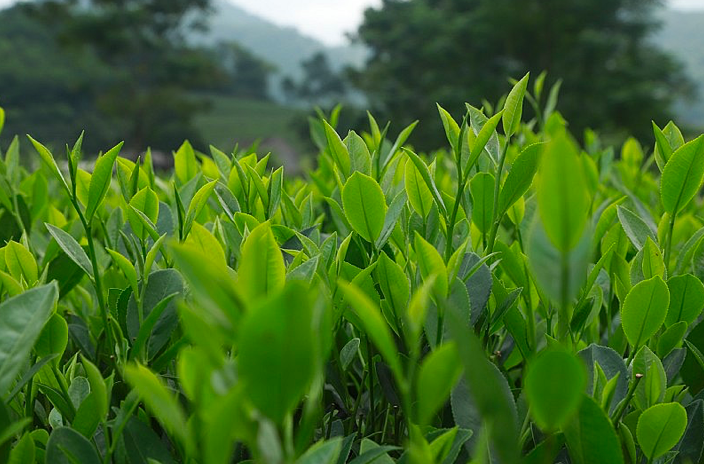 Вьетнам — 8-й по величине поставщик чая в мире