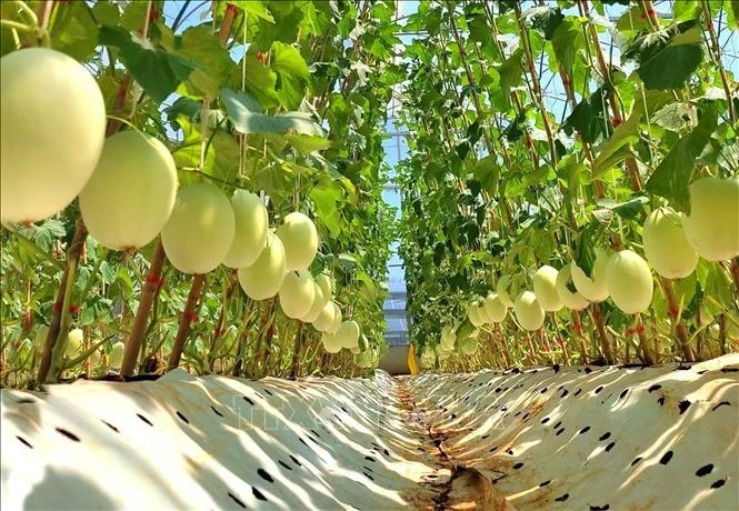 Вьетнам расширяет цепочки поставок для устойчивого органического сельского хозяйства