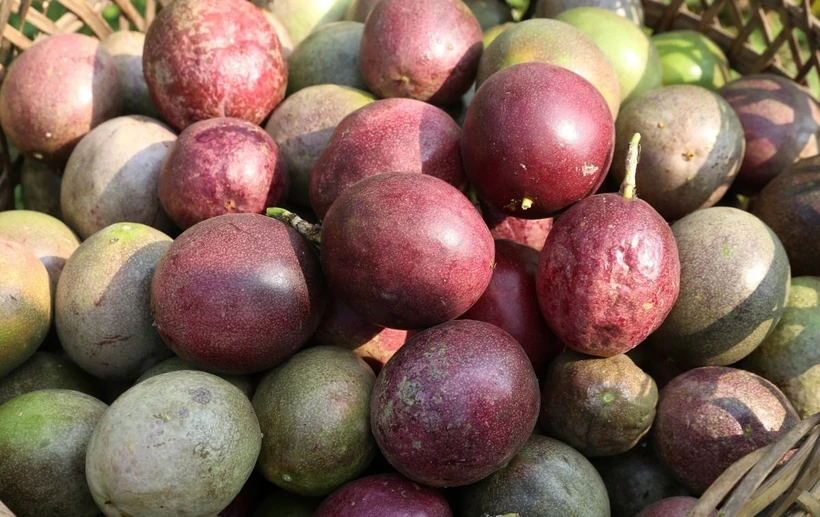 Двустороннее соглашение о доступе к сельскохозяйственному рынку между Австралией и Вьетнамом