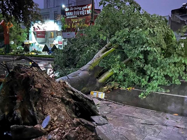 В Ханое планируется восстановить более 4000 городских деревьев