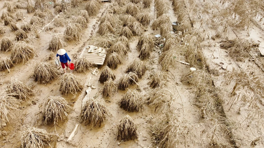 Деревни Ханоя, где выращивают персики и кумкват, остались ни с чем после тайфуна Яги