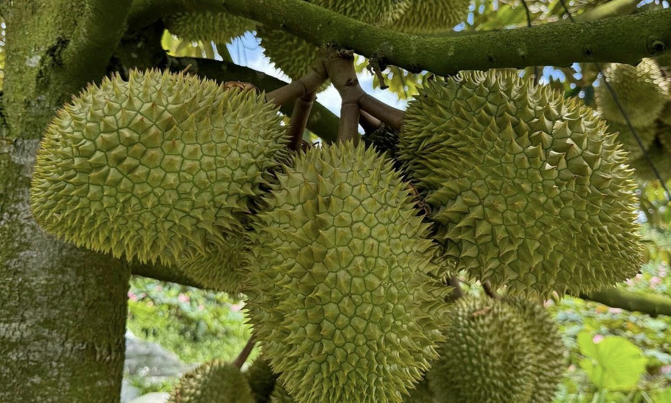 Экспорт фруктов и овощей побил исторические рекорды