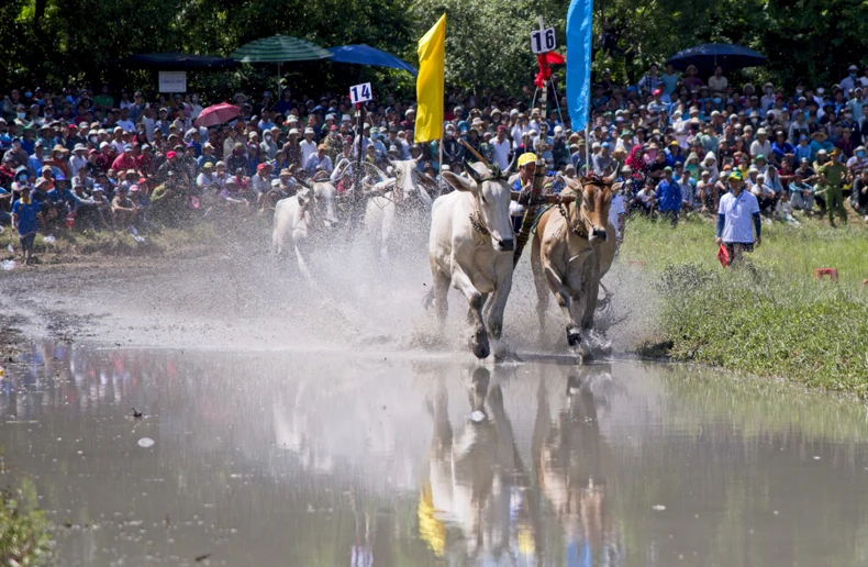 Захватывающие гонки быков Байнуй в провинции Анзянг