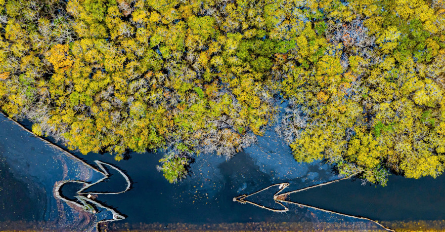 Мангровый лес Руча осенью прекрасен, как картина