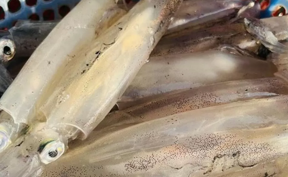 Южная Корея – крупнейший рынок импорта кальмаров и осьминогов из Вьетнама