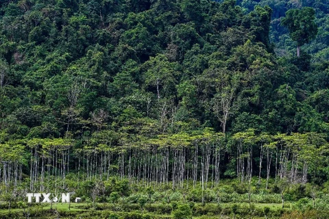 Еврокомиссия планирует отложить применение закона о вырубке лесов
