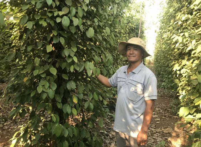 Экспорт перца вновь достиг миллиардного уровня