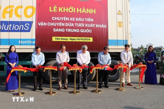 Провинция Тиензянг экспортировала первую партию свежих кокосов в Китай