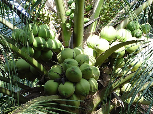 Улучшение качества экспортируемых кокосов