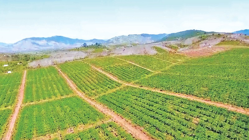 Новый шаг в развитии экспорта сельскохозяйственной продукции провинции Жалай