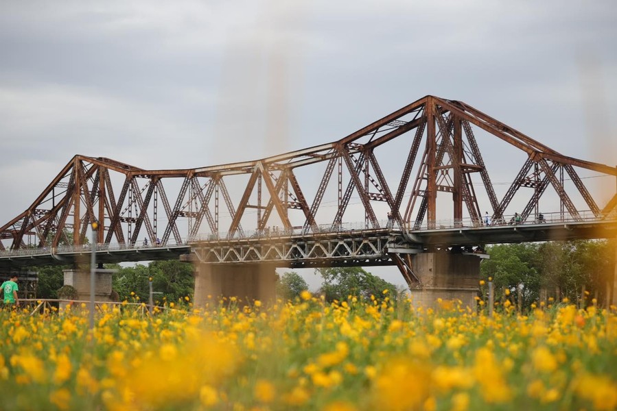 Поле золотых цветов космеи под мостом Лонгбиен