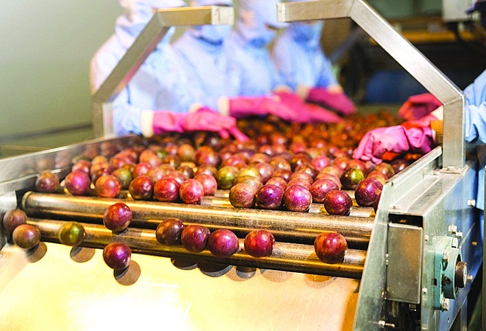 Вьетнамский маракуйя официально разрешен для экспорта в Австралию