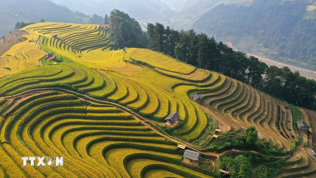 Золотой сезон в Мукангчай - захватывающий дух пейзаж