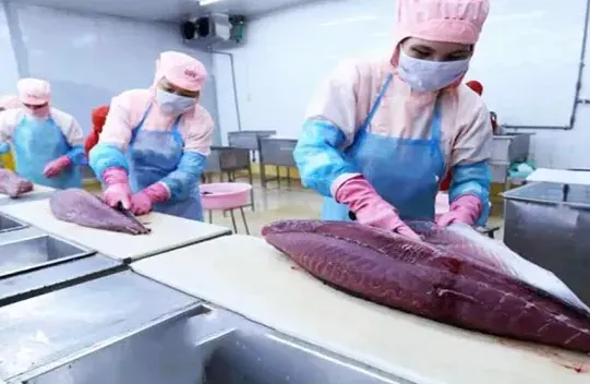 Ежемесячный экспорт тунца превысил отметку в 90 млн долларов