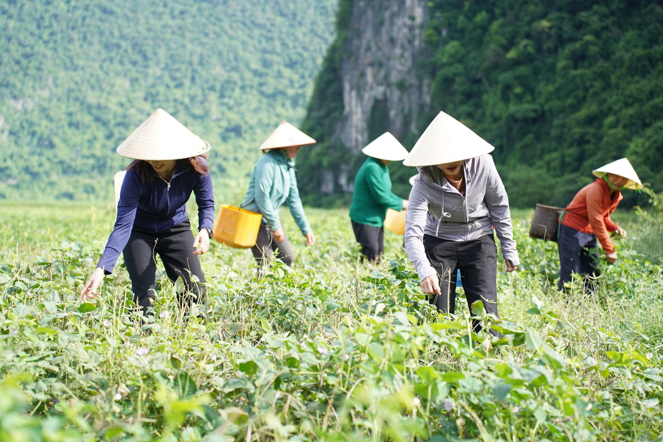 Каобанг развивает производство органических специй
