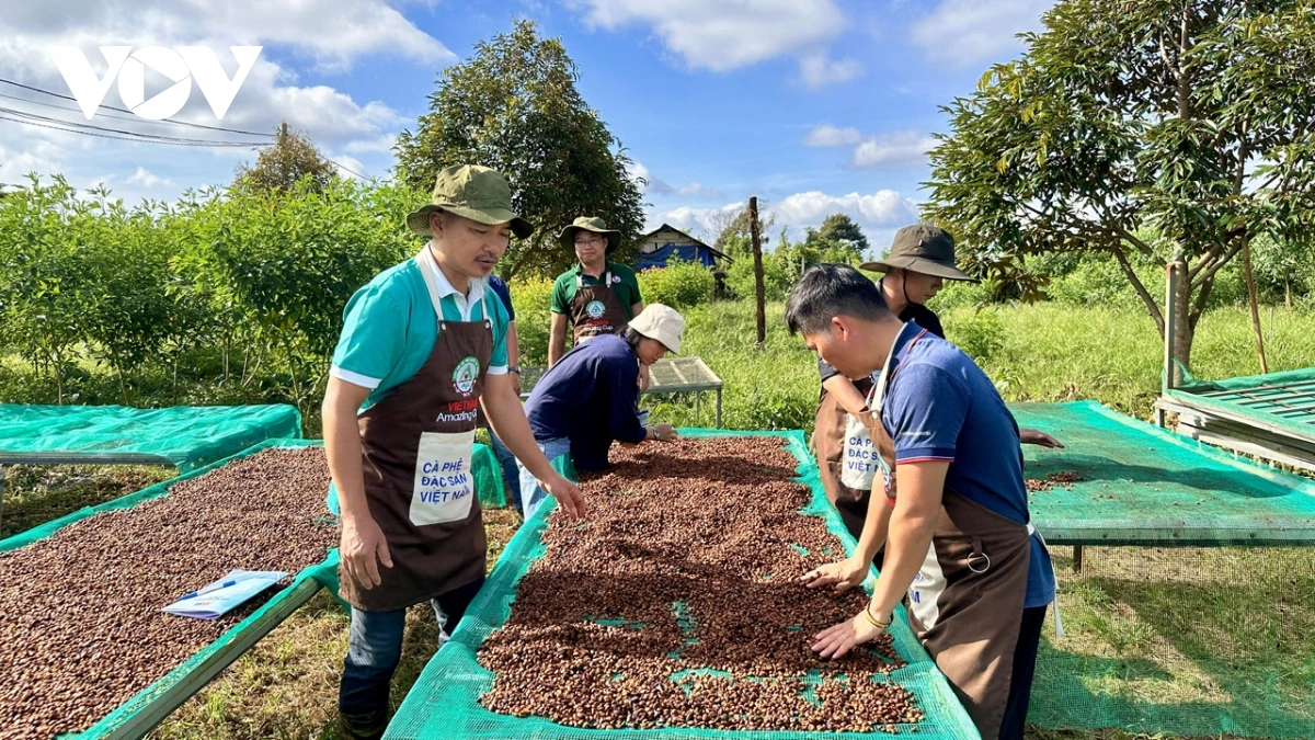 Вьетнамская робуста удостоена высшей награды на международном конкурсе кофе