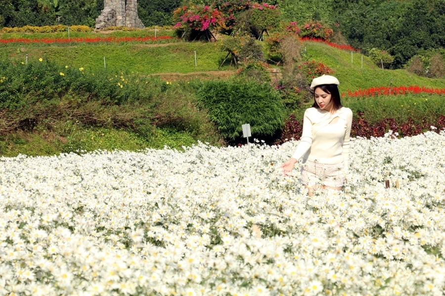 Первозданная красота белых маргариток в Ниньбине