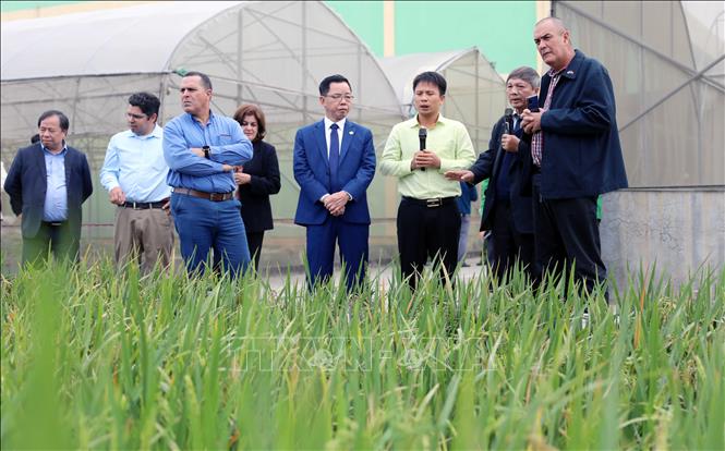 Содействие сотрудничеству в сельском хозяйстве между провинцией Тхайбинь и Кубой