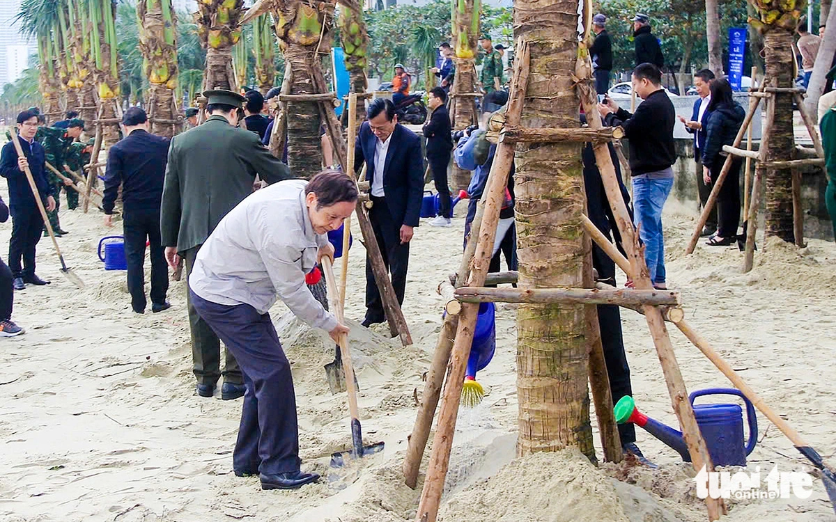 Дананг озеленит пляжи 3 500 кокосовыми пальмами