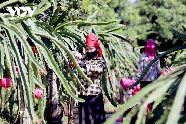 Exportación de pitahaya roja de provincia vietnamita a Rusia