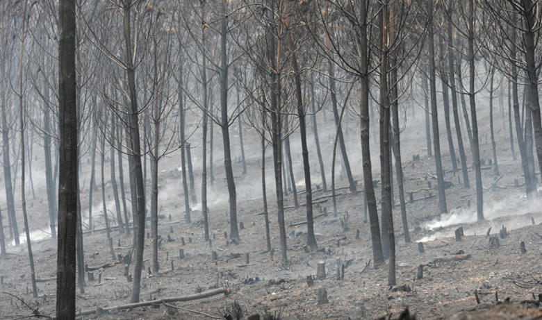 Un incendio provocado arrasa 1000 hectáreas de bosque en Galicia, España
