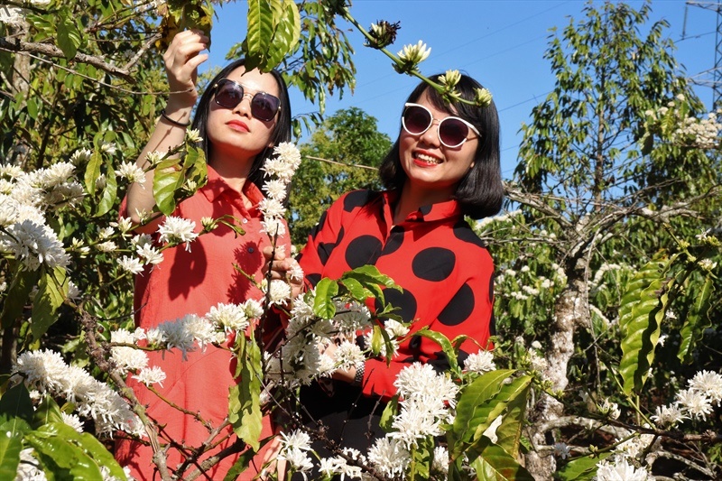 Turismo cafetero nuevas oportunidades para la industria sin humo de Vietnam