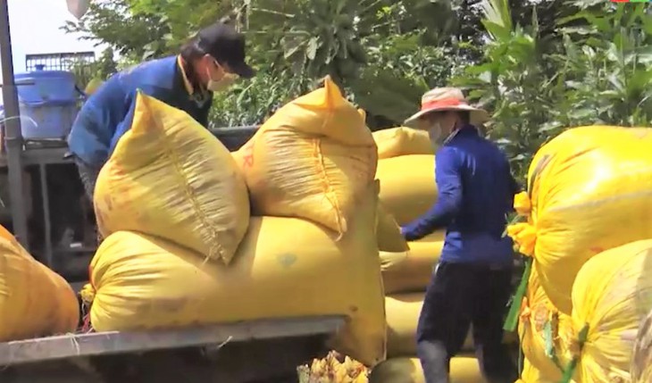 An Giang ayuda a sus agricultores en la venta de arroz