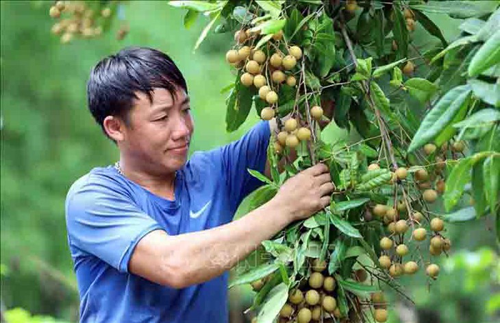 Agricultores vietnamitas llevan el longan al mundo