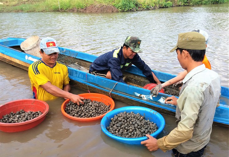 Agricultores de Ca Mau se enriquecen gracias a los berberechos de sangre