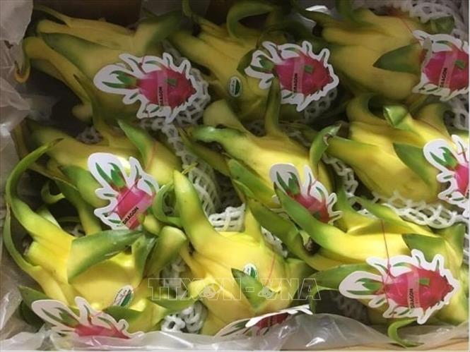 Buenas perspectivas de exportación de pitahaya vietnamita a Australia