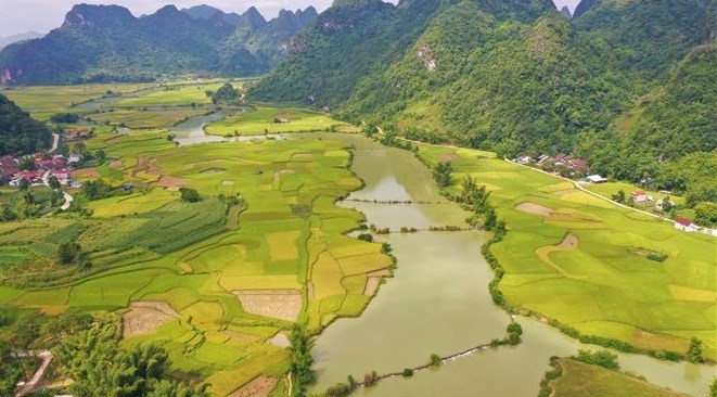 Temporada de cosecha de arroz en provincia vietnamita de Cao Bang